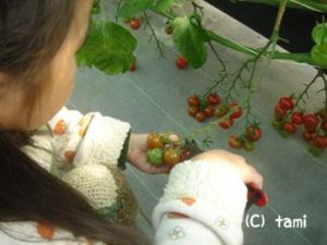 淡路島旅行 薫寿堂お香造り体験 水仙郷 プチトマト収穫体験 イングランドの丘