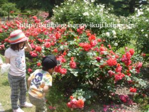 京都府立植物園　バラ花見　温室植物園
