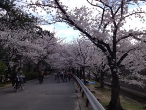 夙川公園 桜花見