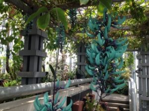 奇跡の星の植物館　植物園　ヒスイカズラ