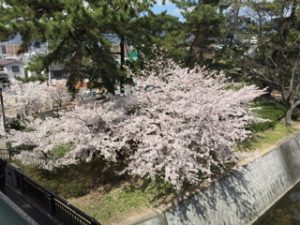 夙川公園　桜花見　夜桜
