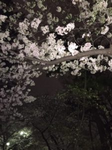 夙川公園　桜花見　夜桜
