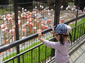 神戸市立王子動物園 フラミンゴ