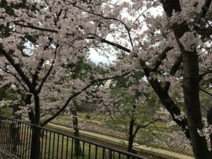 夙川公園桜花見