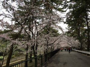 夙川公園桜花見