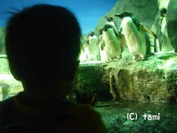 海遊館　水族館　ペンギン
