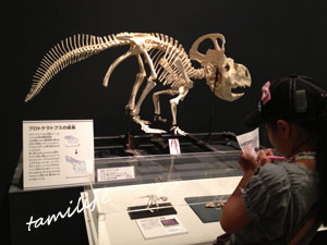 モンゴル恐竜化石展 大阪市立自然史博物館 博物館