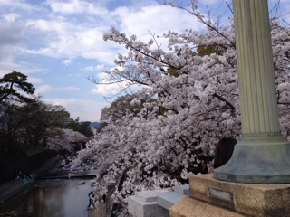 夙川公園 桜花見