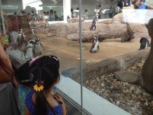京都水族館 夏休み 水族館 イルカショー ペンギン