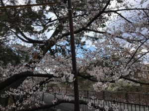 夙川公園 桜花見 桜名所