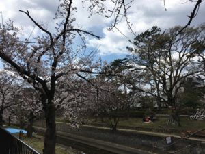 夙川公園 桜花見 桜名所