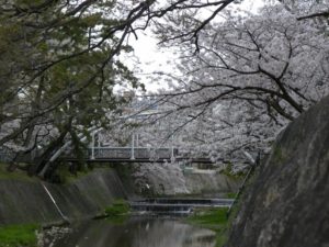 夙川公園 桜花見 名所