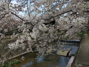 夙川公園 桜花見 名所