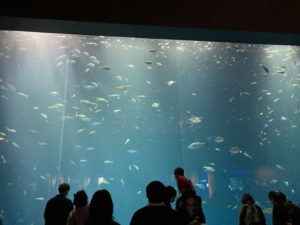 香川旅行 四国水族館