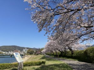平和記念公園 桜花見 原爆ドーム 原爆の子の像 