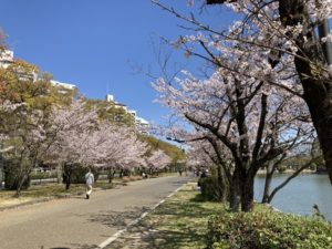 広島城 桜花見